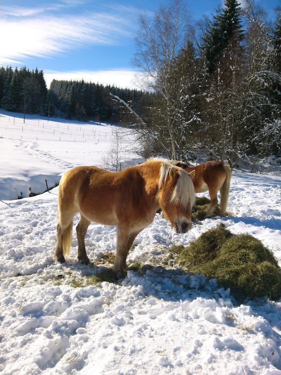 Ferienwohnung Schwarzwaldhof Titisee-Neustadt Buitenkant foto